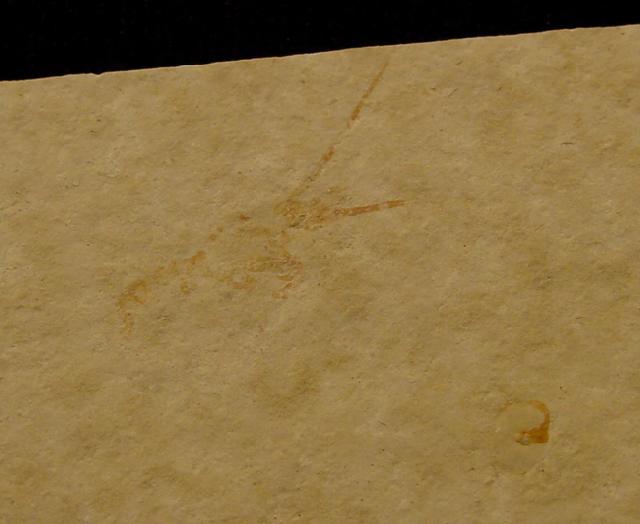 Palinurina longipes (MNSTER 1839) - Bild © FossNet FossilienStore